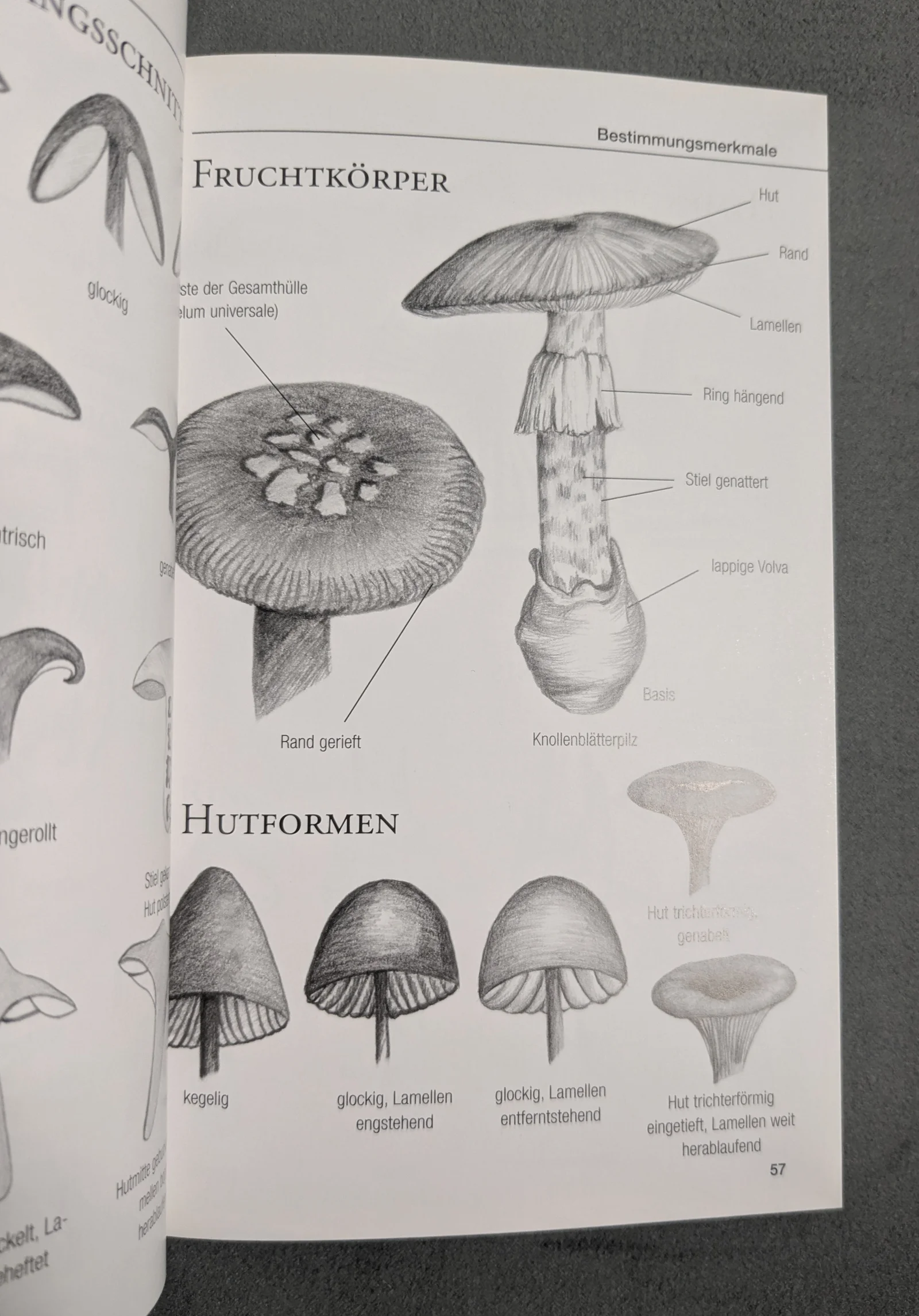 Pilze Bestimmen und Sammeln Pilzführer Bestimmungsbuch Naturführer Taschenbuch